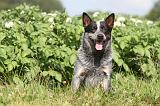 BOUVIER AUSTRALIEN 122